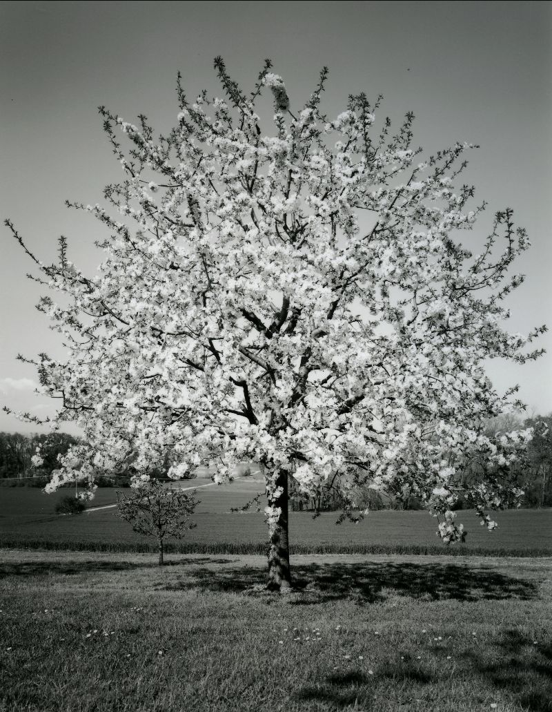 CHARLES WEBER - Artiste Photographe - Printemps #2 - 2007
Série : Portraits d’Arbres - Saisons